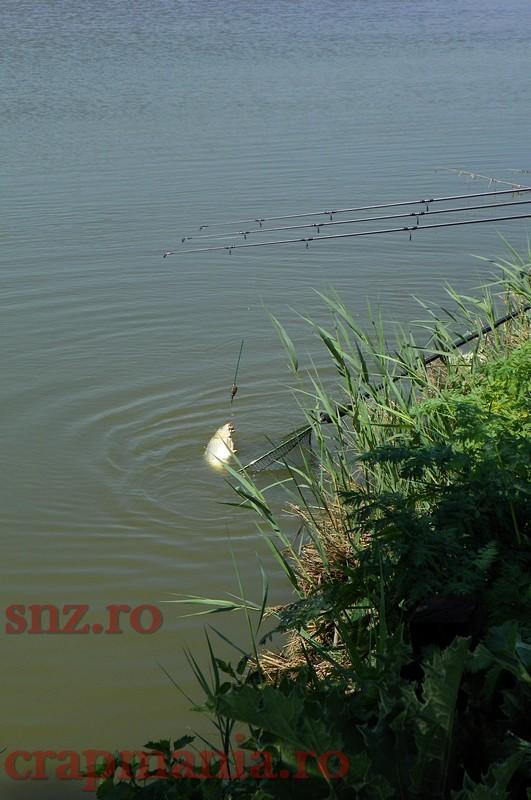 Concurs Party Cup - Sulimanu - 1010422.jpg